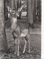 Bern Dählhölzli Damhirsch ca. 1960