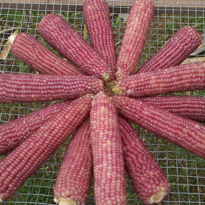 Pflanzen & Samen: 50 Samen NEON PINK Mais Popcornmais – Gebraucht aus Ehrendingen von VerveinaSamen 1