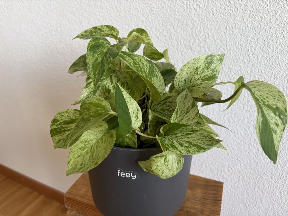 Plantes & graines: Epipremnum mit Topf – D'occasion à Baar par annasorbian 2