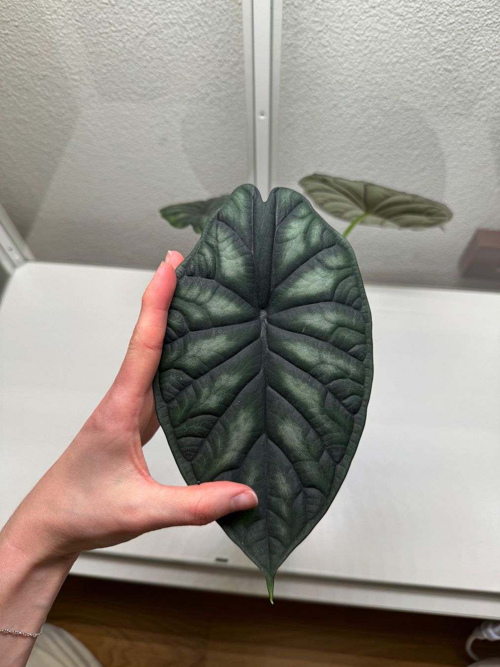 Piante & sementi: Alocasia Dragon Scale Baby – Usato da Goldau venduto da pflanzly 1