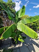 Bananenpflanze mit Jungem
