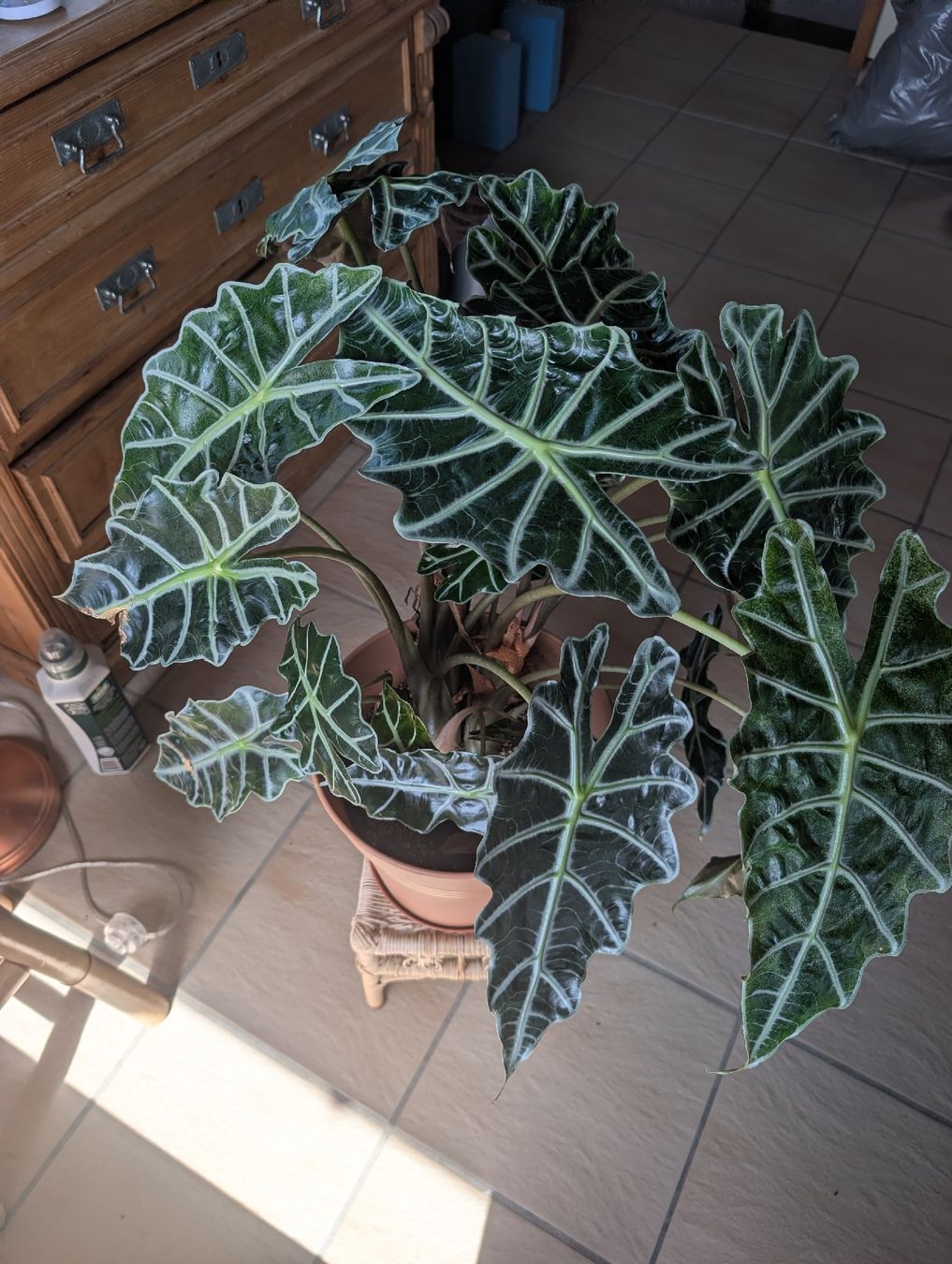 Piante & sementi: Alocasia Zimmerpflanze – Usato da Hermetschwil-Staff venduto da ospaar