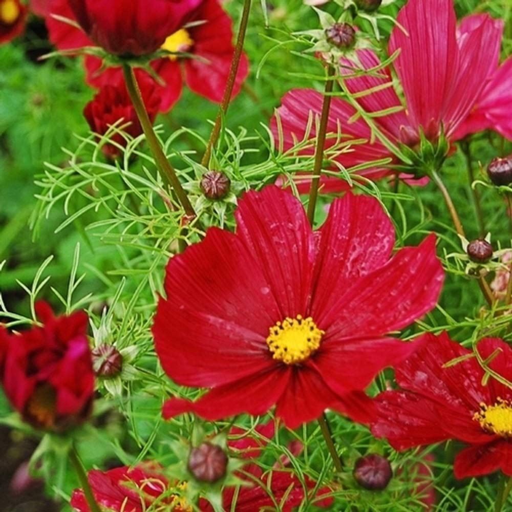 Pflanzen & Samen: 100 Samen Cosmea GAZEBO RED Schmuckkörbchen – Neu (gemäss Beschreibung) aus Ehrendingen von VerveinaSamen 1