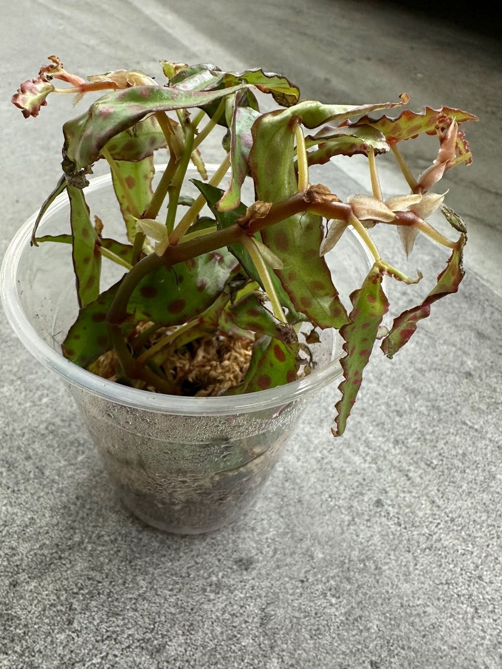 Pflanzen & Samen: Begonia amphioxus – Neu (gemäss Beschreibung) aus Muri AG von engelsherzli 1