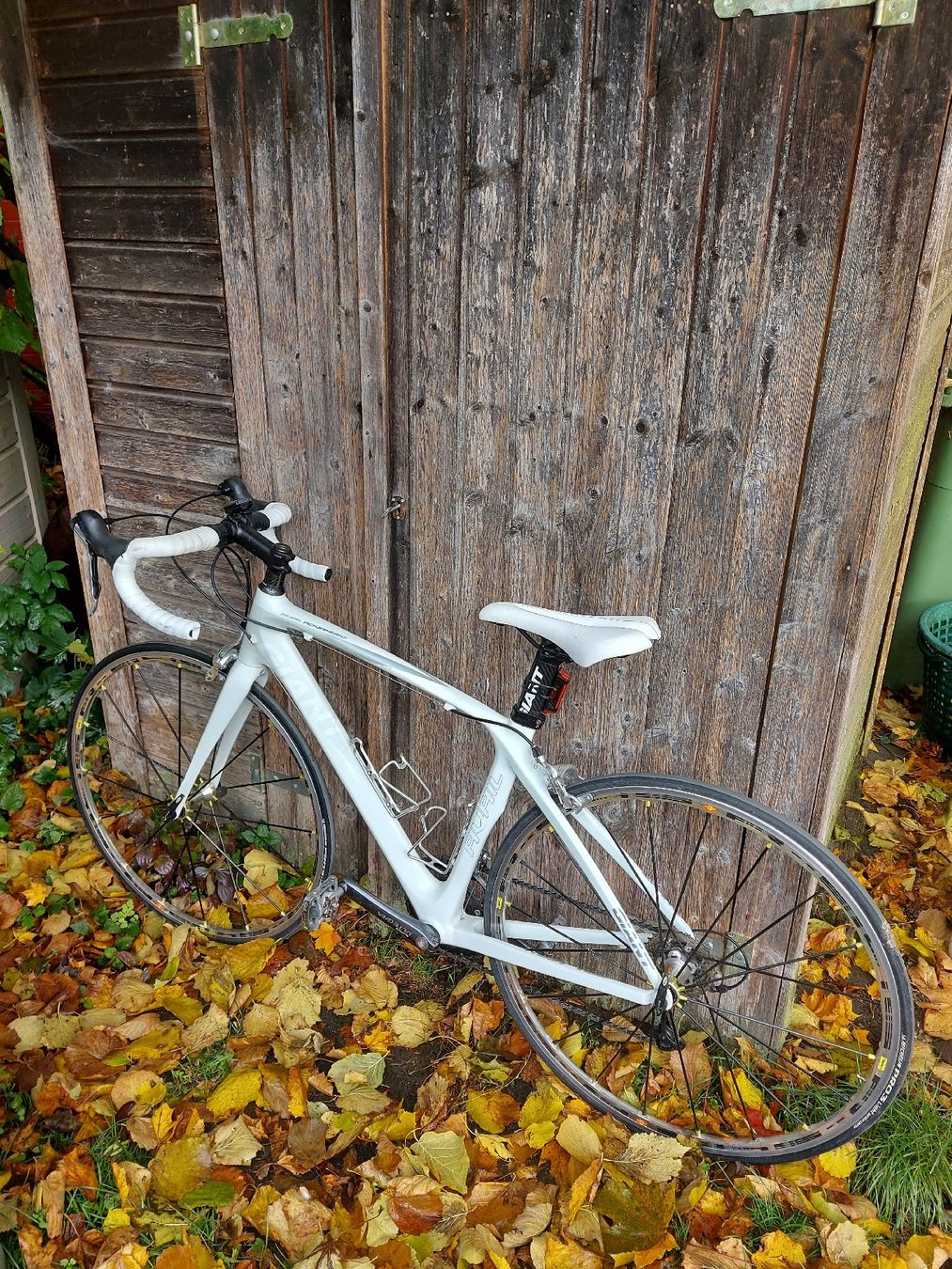 Giant Biciclette: Rennvelo Damen Giant – Usato da Wengi b. Büren venduto da deb_mqy9