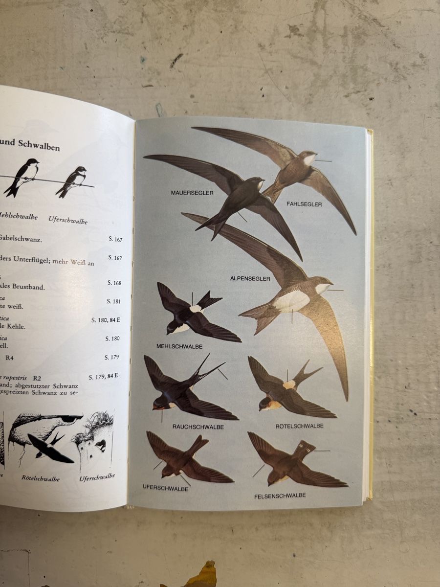 Libri: Die Vögel Europas – Usato da Dietikon venduto da Buchantiqdietikon 4