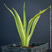 Sansevieria Parva Aurea Variegata - wieder mal 1Rarität!