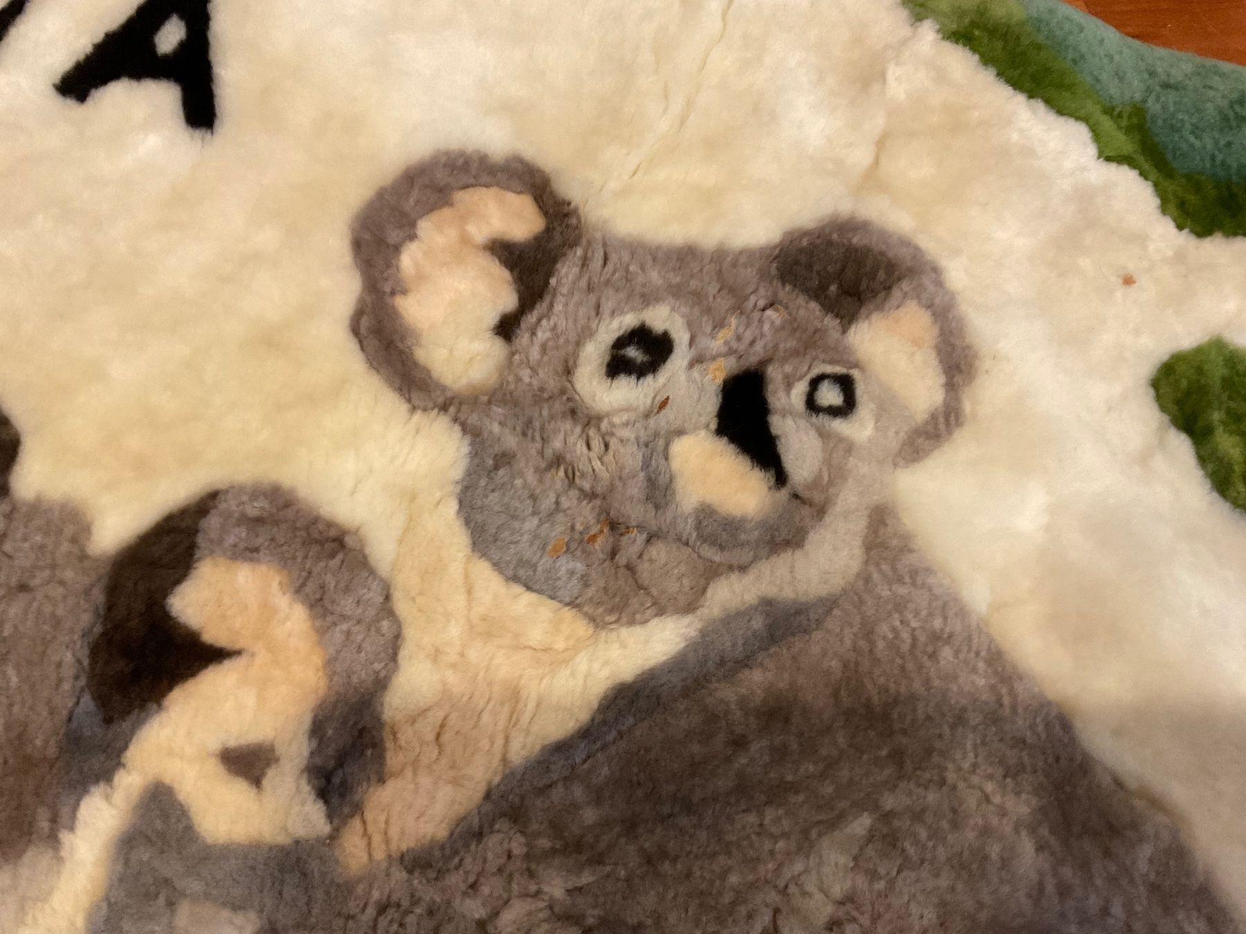 Foto & Immagini: Fell Bild aus Australien Koalabär – Usato da Rümlang venduto da SchumBru10 3