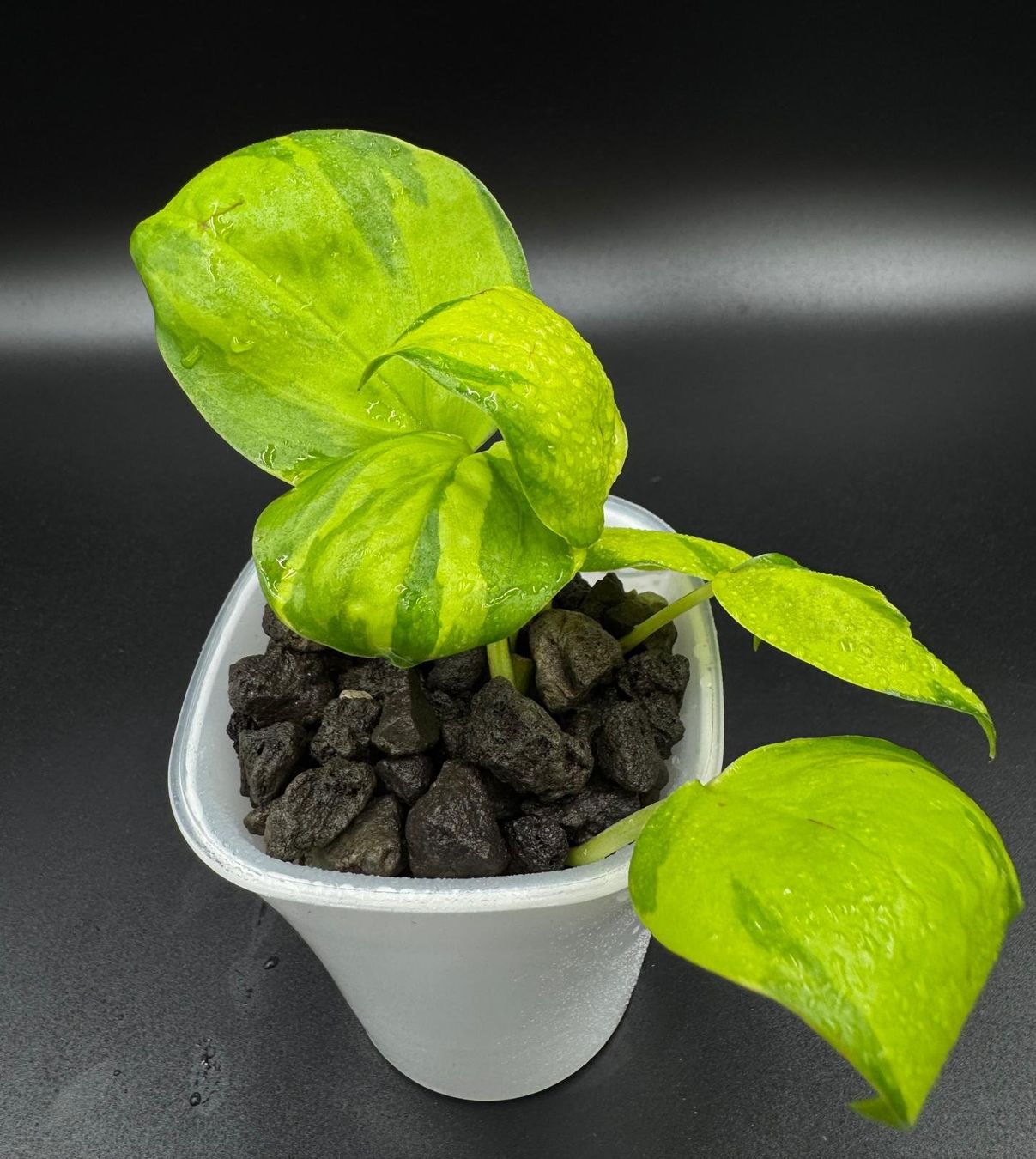 Plantes & graines: Epipremnum aureum 'Neon Joy' in Semihydro – Neuf (Voir description) à Bühler par googelibear 1