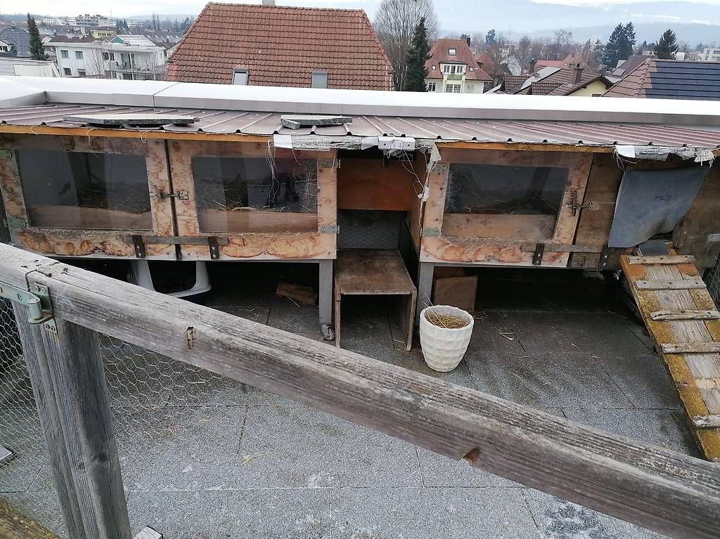Gabbie, trasporto & Sicurezza: Kanienchenstall – Usato da Lyss venduto da Ursprung1 1