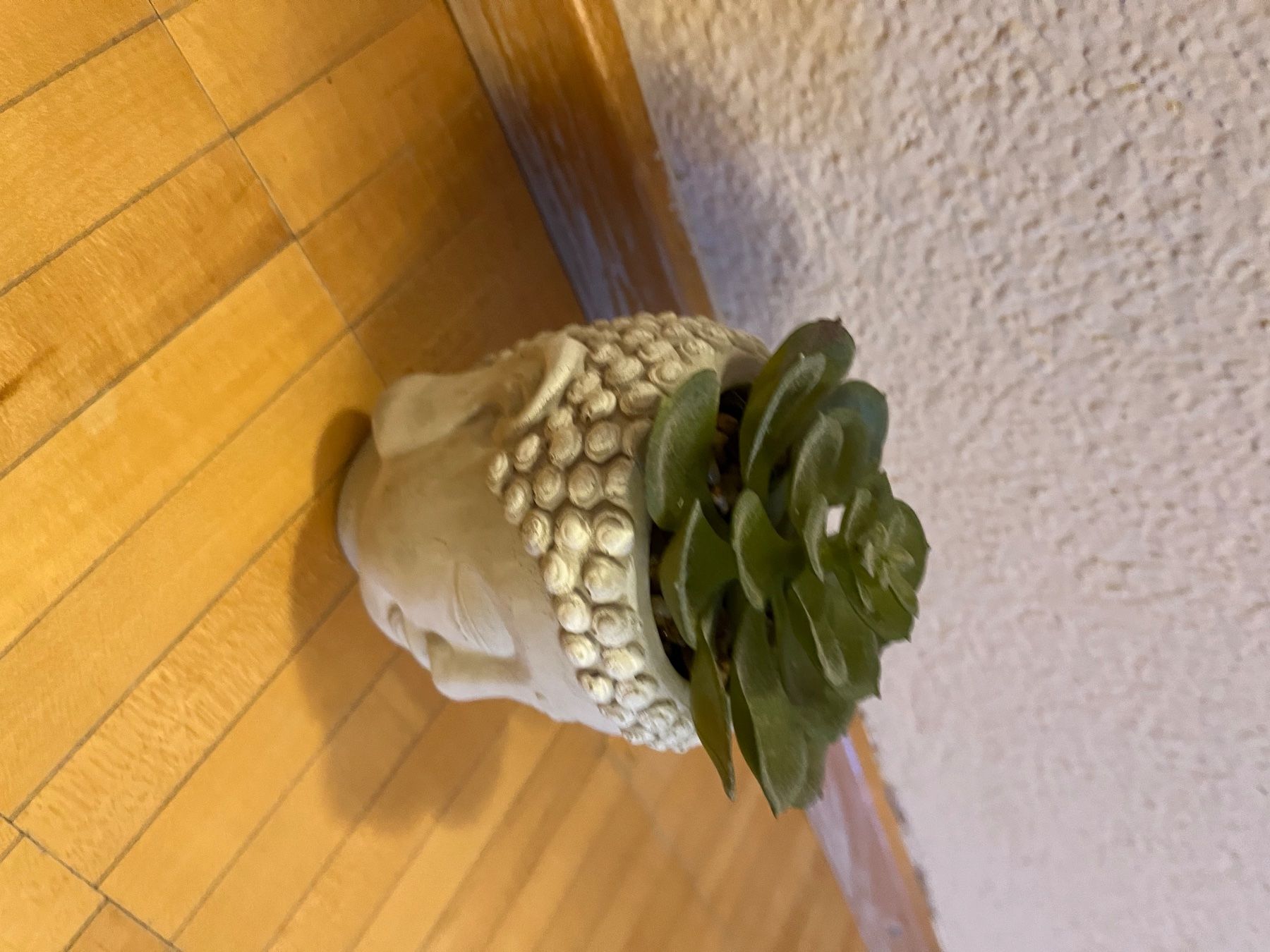 Plantes & graines: Planar Kunststoff  mit budda vase – D'occasion à Küssnacht am Rigi par ciucchino 3
