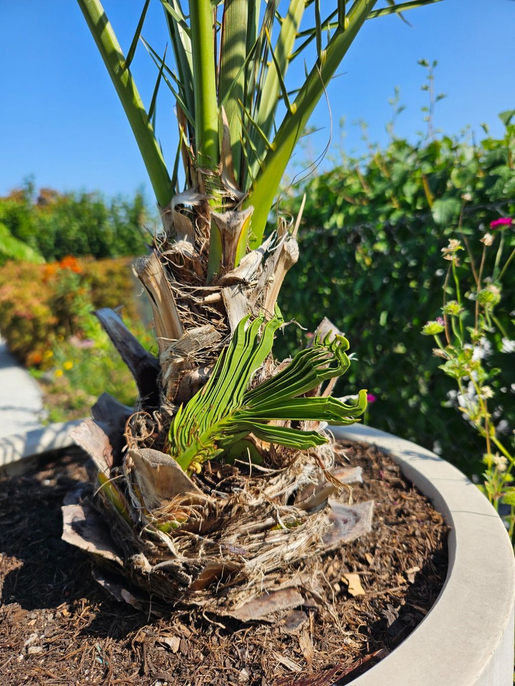 Plantes & graines: Phoenix dactylifera, Dattelpalme – Neuf (Voir description) à Therwil par Racingr6 1