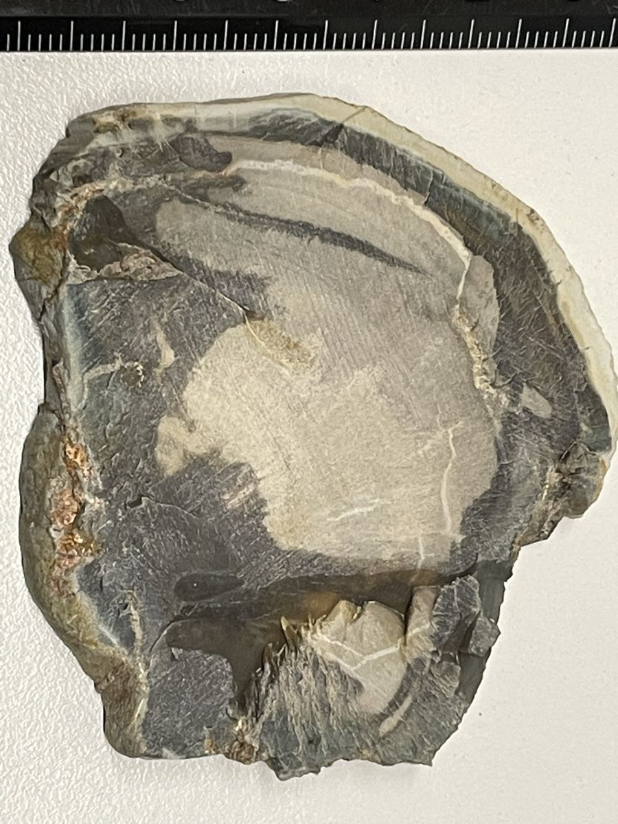 Minerali & Pietre curative: Heilstein versteinertes Holz – Usato da Rümlang venduto da euqinom16 2