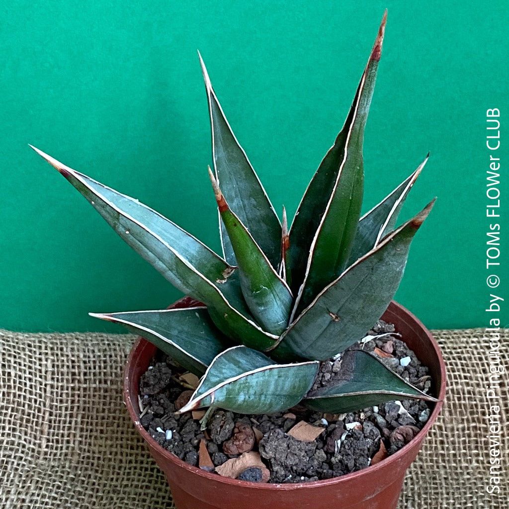 sansevieria francisii Sansevieria Francis