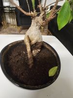 Bonsai Ficus Ginseng Pflanze mit Topf guter Zustand