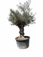 Olivenbaum "Olea Europea 3“ Versand möglich