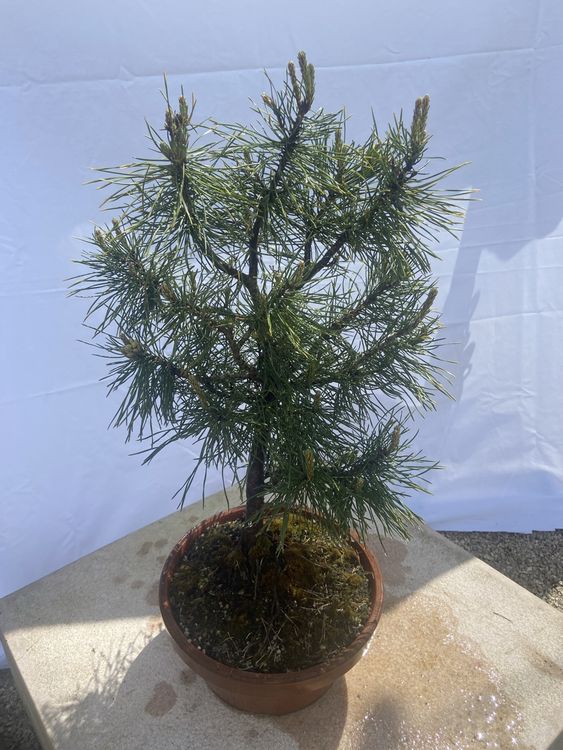 Bergkiefer / Pinus Mungo (Gebraucht) in Rodersdorf für CHF 40 – nur ...