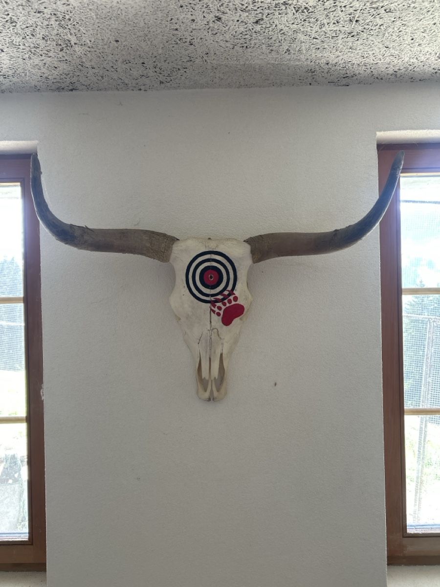 Tutte le decorazioni: Schottisches Hochland Rind Schädel – Usato da adelboden venduto da hamlet04