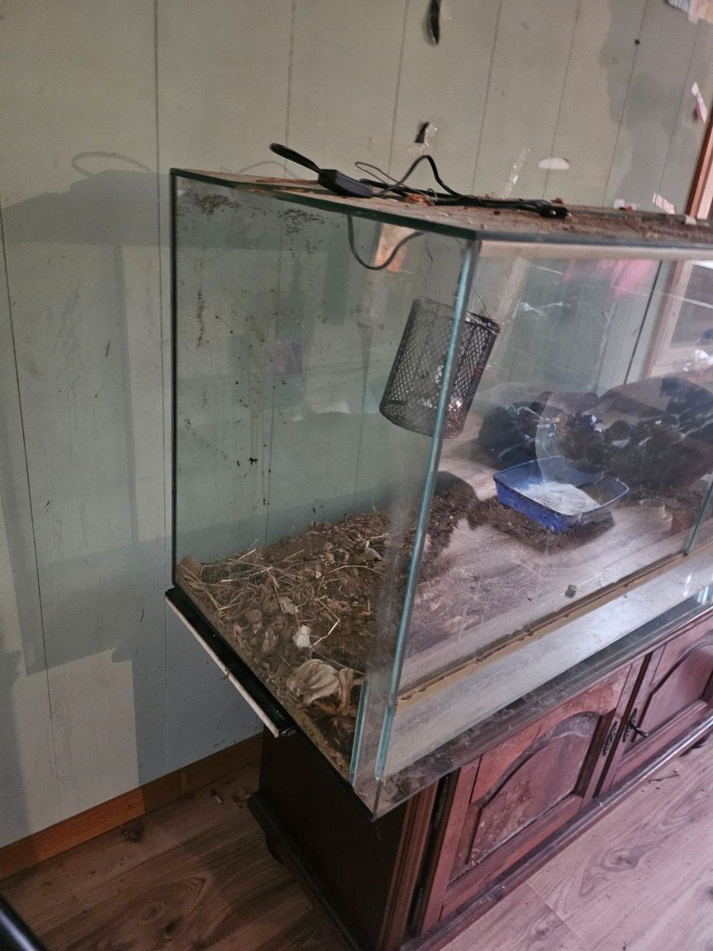 Terrarium: Glas Terrarium – Gebraucht aus Schwanden im Emmental von JAUN190 1