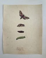 Schmetterling Buch lose Orig. Aquarell/Gouache 19.h  32x24cm