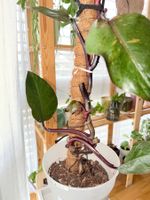 RARE! Philodendron Orange Princess