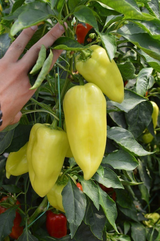 Piante & sementi: 30 Samen Paprika Süss NOVA Grün – Nuovo (secondo la descrizione) da Ehrendingen venduto da VerveinaSamen 6