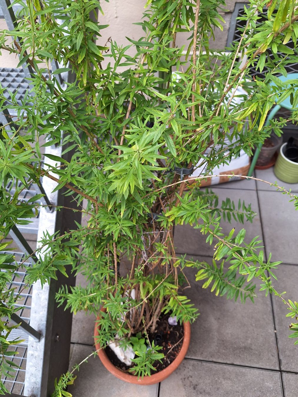 Piante & sementi: Kaugummistrauch (Lippia polystacha) – Usato da Luzern venduto da Heugaerten