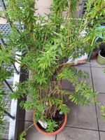 Kaugummistrauch (Lippia polystacha)