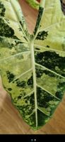 🤩Alocasia Frydek Albo Highly Vari.super Genetik Rhizom 