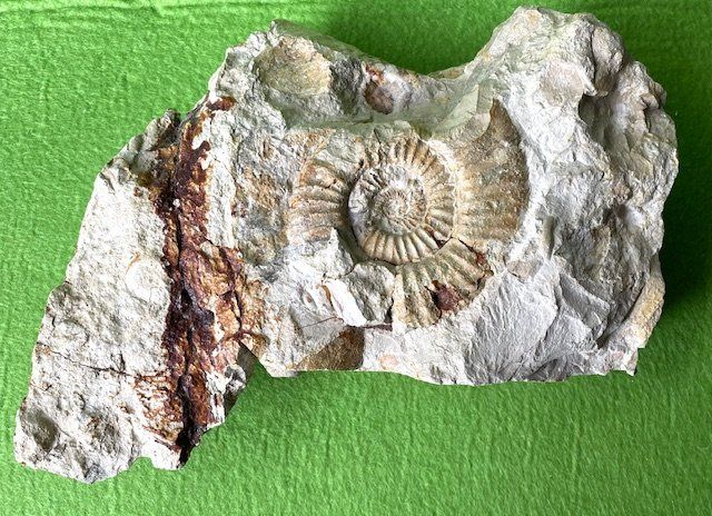 Fossili: Fossil Steinsegment mit Versteinerung – Usato da Oberrieden venduto da Ket25 2