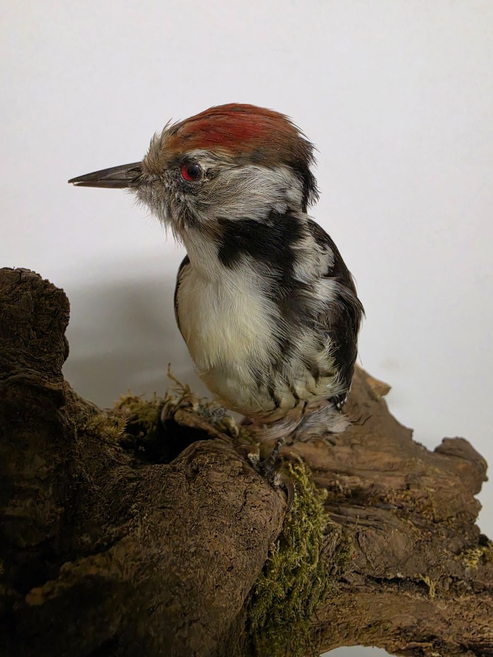 Il mondo degli animali: Präparat Mittelspecht – Usato da Oberrindal venduto da Ketupu 1