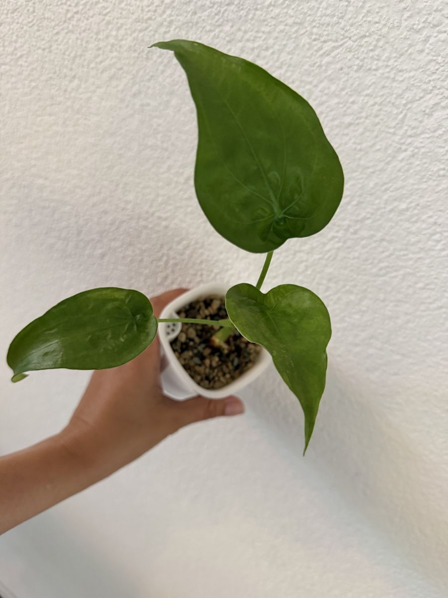 Piante & sementi: Alocasia Cucullata im SB-Topf – Usato da Ostermundigen venduto da summy73 1