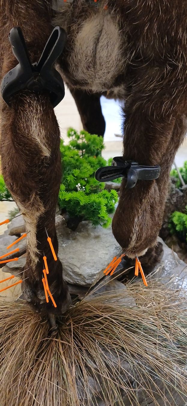 Il mondo degli animali: Steinbock Präparat – Nuovo (secondo la descrizione) da Mollis venduto da Resel1985 2