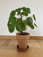 Süsse Ufopflanze (Baby), Glückstaler, Pilea