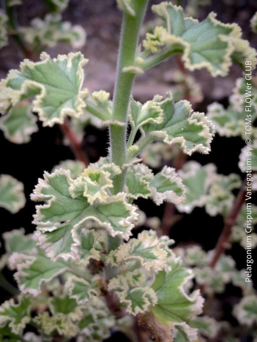 Piante & sementi: Pelargonium Crispum Variegatum - Duftgeranium – Nuovo e nell'imballaggio originale da Adliswil venduto da astom369