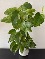 Efeutute Marble Queen, weisser Elho Topf, 70cm