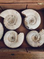 Cinq fossiles ammonites dans boîte en bois 
