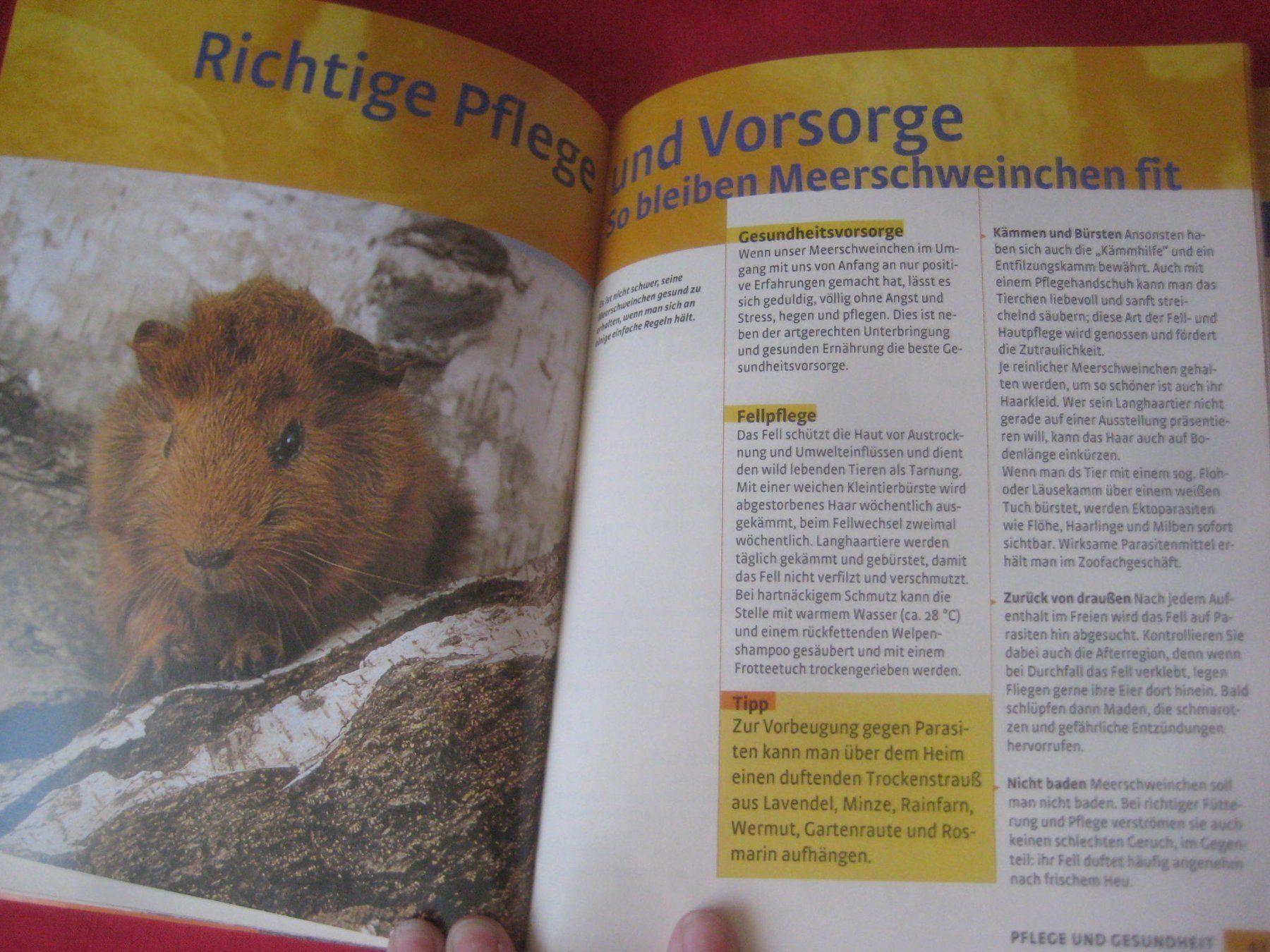 Bücher: MEERSCHWEINCHEN  BUCH – Gebraucht aus Uster von flocke1 2