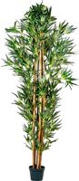 PLANTASIA Bambus-Strauch 160cm