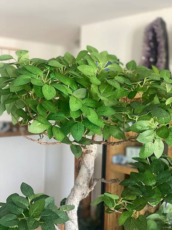 Piante & sementi: Imposanter Ficus - einzigartiger Blickfang  – Usato da Aarau Rohr venduto da Sergiomendez 4