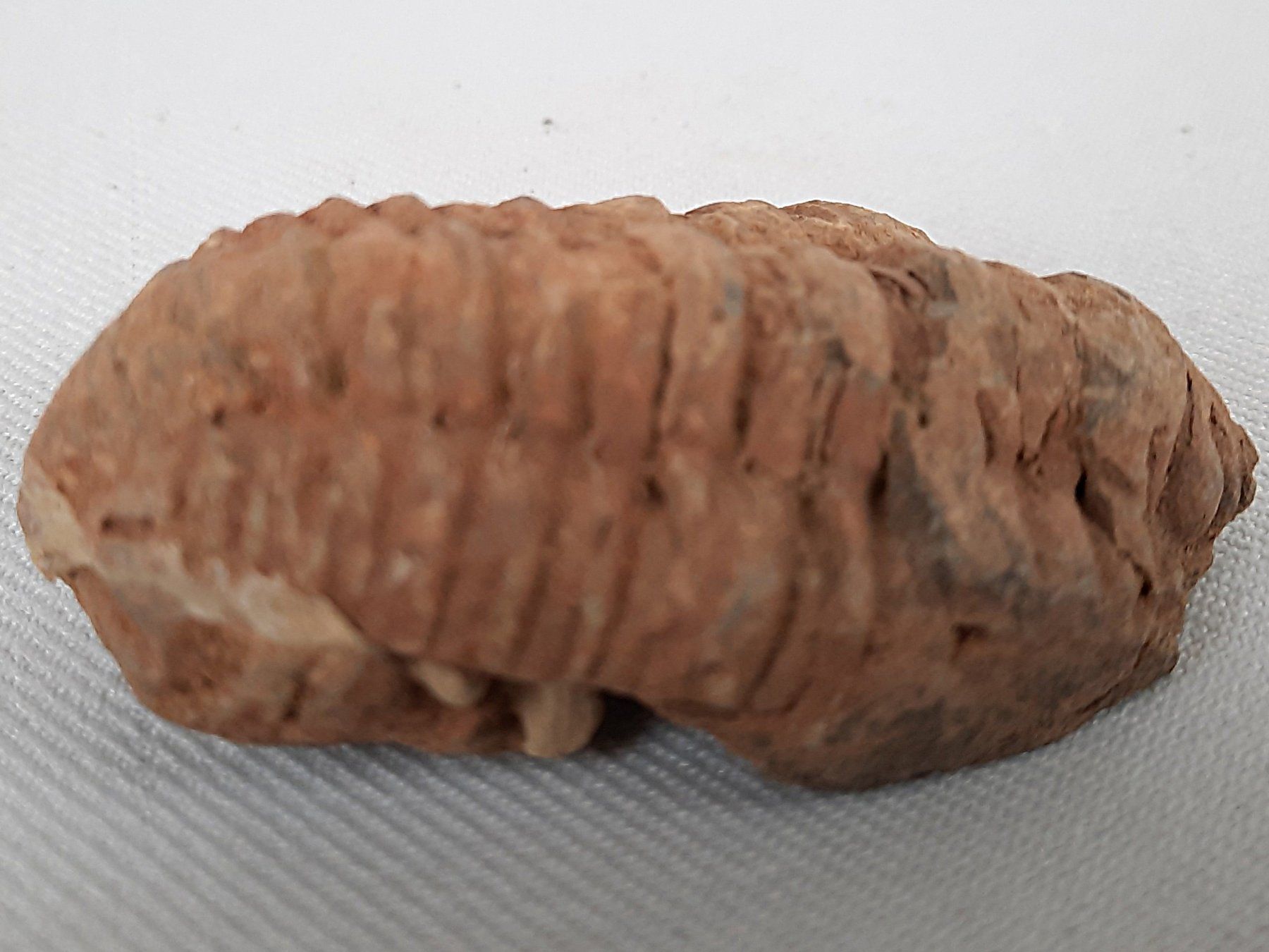 Fossili: 3 Fossile Trilobiten – Usato da Beinwil am See venduto da Restwert_Beinwil 6