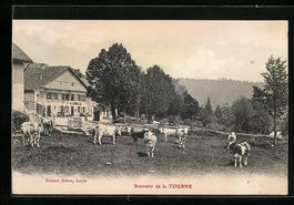 Tourne, Ortspartie mit weidenden Kühen