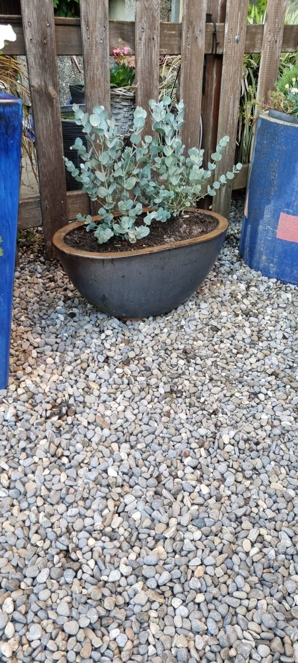 Piante & sementi: 2 Eukalyptus Pflanzen in ovalem Angebot 1 – Usato da egliswil venduto da Maggy6 1