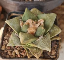Ariocarpus Hybride 2009