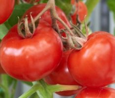 30 Samen rote Tomate "LYCOTOM" Mittelgroß, pflegeleicht