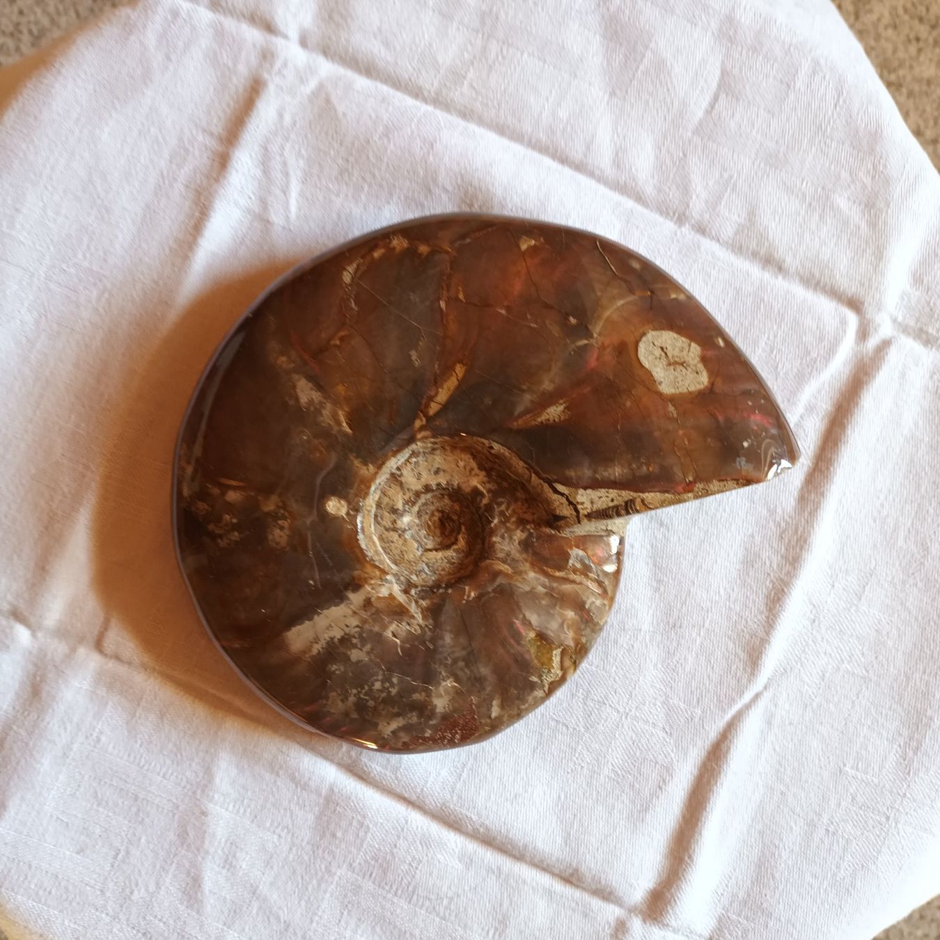 Fossili: Ammonit Fossil – Usato da Bäretswil venduto da ricoric 1