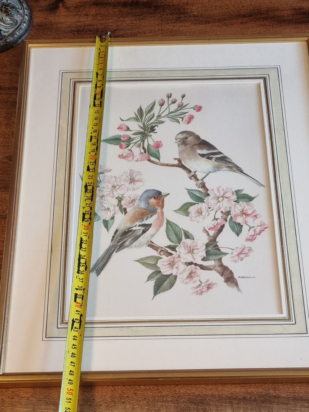 Foto & Immagini: 2 Vintage Kunstdrucke A.M. Trechslin Vögel – Usato da Scharnachtal venduto da devin03 8