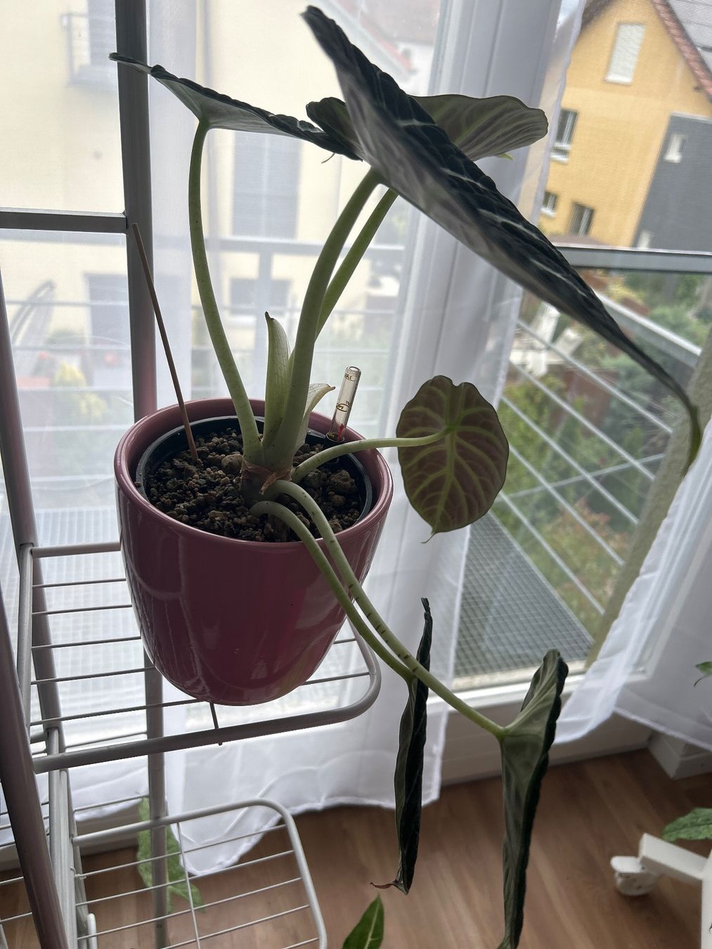 Piante & sementi: Alocasia Ninja – Nuovo (secondo la descrizione) da Scherzingen venduto da Elefantenohr.ch 1
