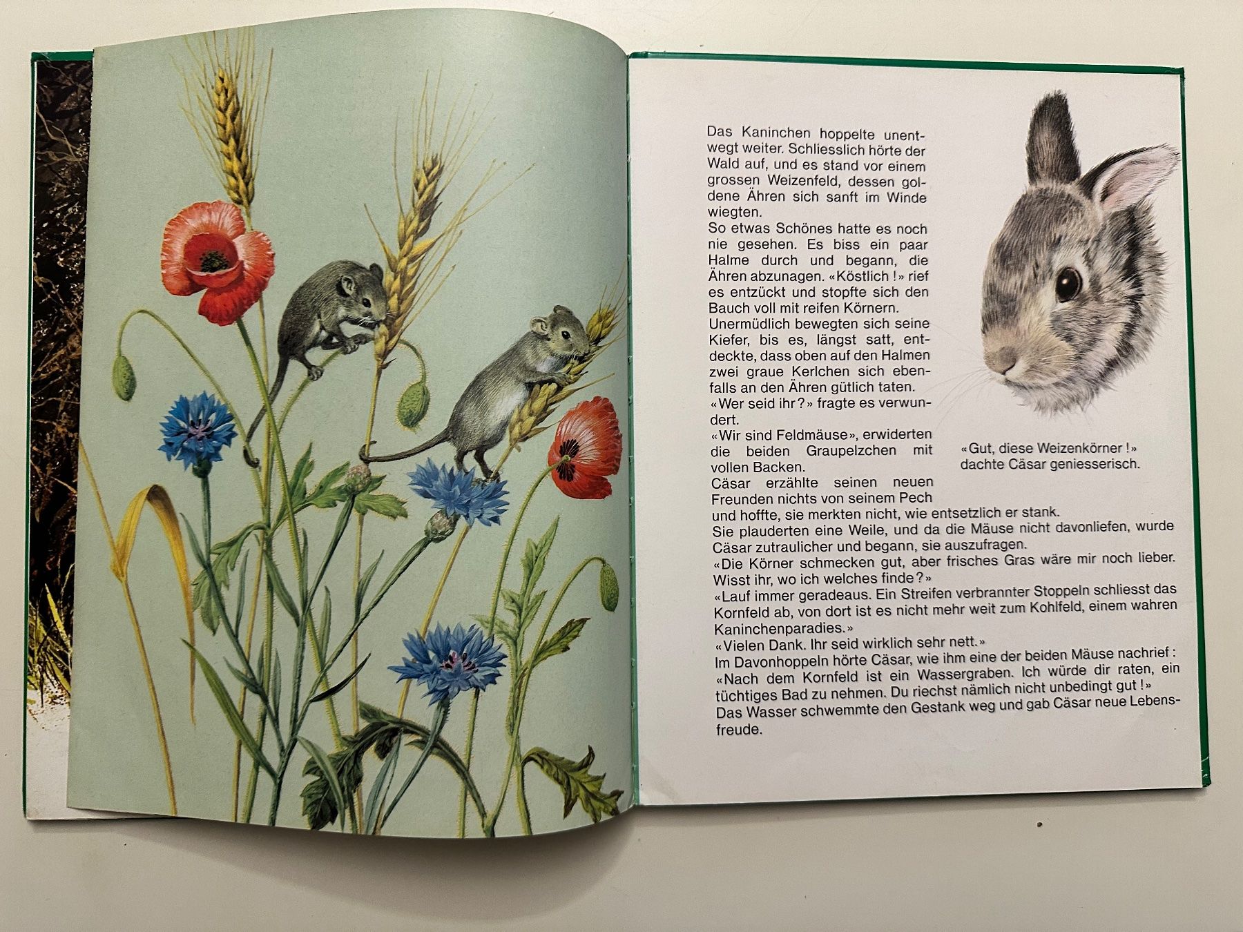 Bücher: CÄSAR das furchtlose Kaninchen  - Hardcover – Gebraucht aus Münsingen von Ganjam 7