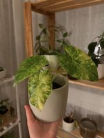 Lot Alocasia Frydek Var + Gageana Aurea